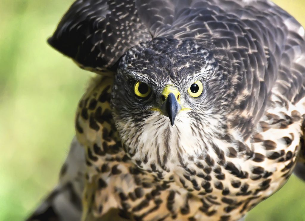 Which April Spirit Animal are you?