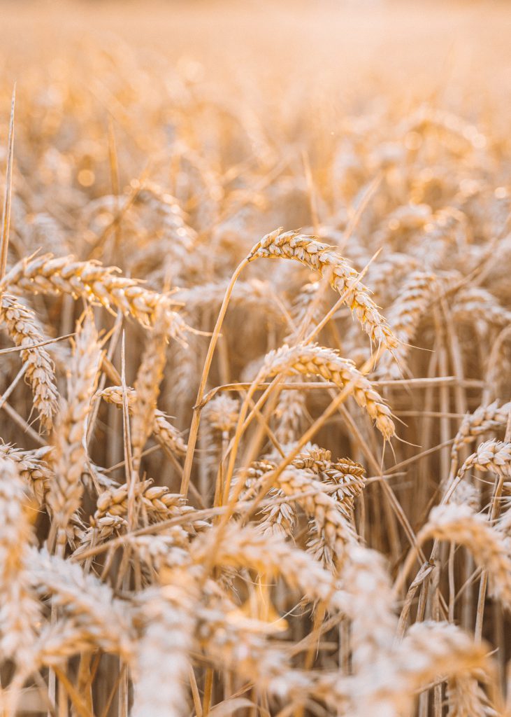 Lammas