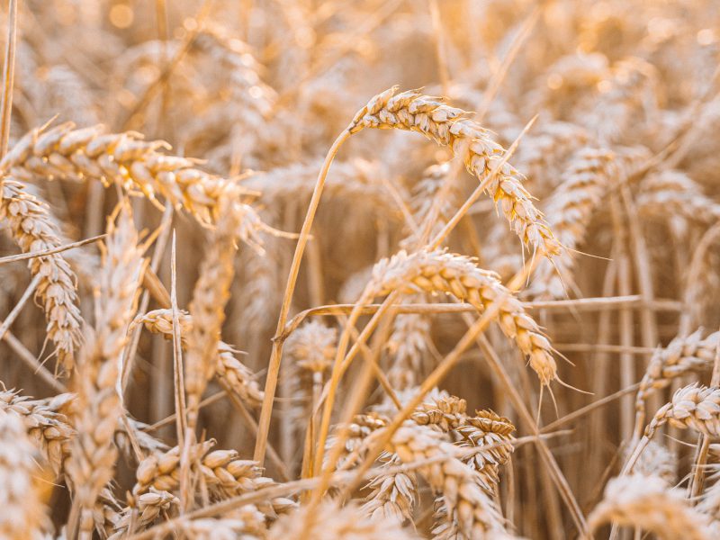 Lammas