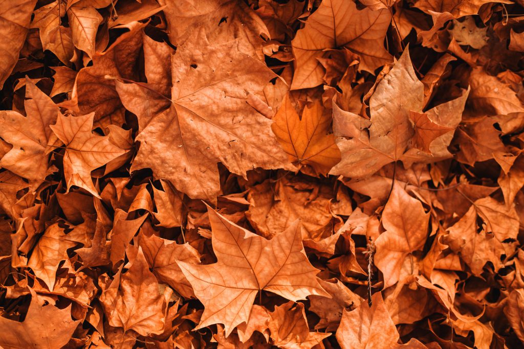 Samhain, Halloween and all that’s in-between